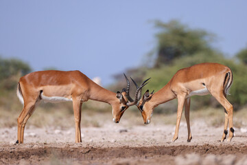 two fighting male impala antelopes