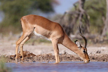 male impala antelope in the bushlands of Namibia