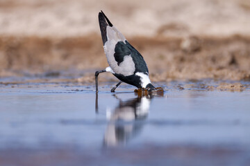a blacksmith lapwing on hunt in a waterhole