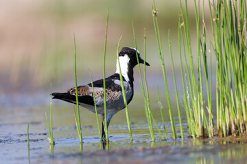 a wading blacksmith lapwing in africa