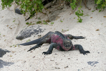 The galapagos iguana on the sand seen in the galapagos islands, Ecuador