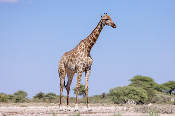 one giraffe in the Etosha NP, Namibia