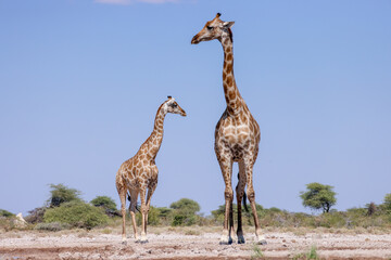 giraffe with its calf in the Etosha NP, Namibia