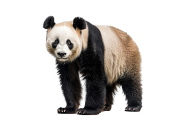 Beautiful close-up of a giant panda standing and looking at the camera. Perfect for wildlife and nature-themed projects.