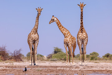 a group of giraffes at a waterhole