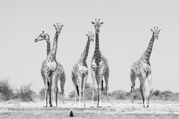 black and white picture of a group of wild giraffes in the bush of Namibia © Marcel