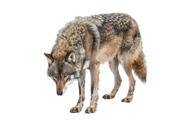 Beautiful isolated image of a wild wolf standing and looking down, showcasing its majestic fur and strong build. © Rattanathip