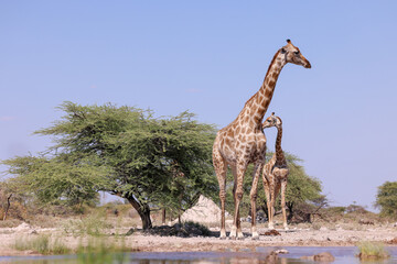 giraffe with its calf in the Etosha NP, Namibia © Marcel