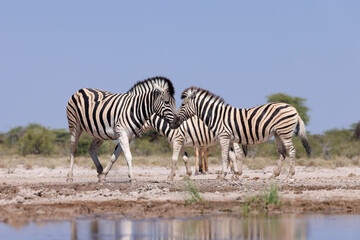 zebras at a waterhole in africa