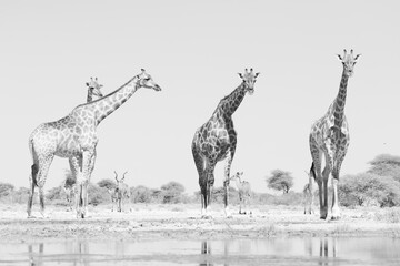 black and white picture of a group of wild giraffes in the bush of Namibia © Marcel