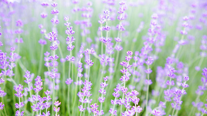 Obraz premium Blooming lavender. Soft focus. Blurred background.