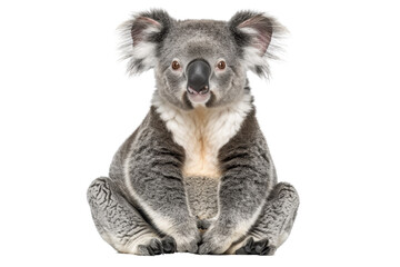 Fototapeta premium Front view of a cute koala sitting isolated on a transparent background. Furry marsupial, native to Australia, with a calm and relaxed demeanor.