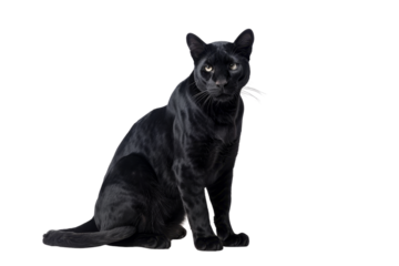 Elegant black cat sitting on a transparent background. showcasing its sleek fur and intense gaze. Perfect for animal-themed projects and designs.