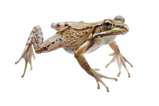 High-quality isolated image of a brown frog in motion, perfect for nature and wildlife themes. Clear and detailed close-up view.