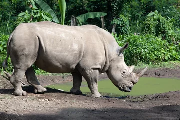 Gardinen Nashorn The white rhinoceros, white rhino or square-lipped rhinoceros (Ceratotherium simum) closeup from side view  © kuritafsheen
