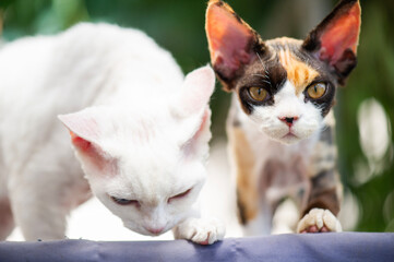 Zwei Devon Rex Katzen im Garten