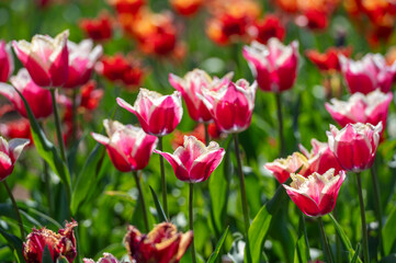 Field of Purple and White Tulips. Background with selective focus and copy space.