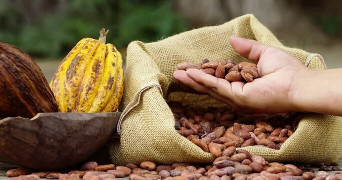 Closeup shot of hand showing raw Cacao beans in burlap sack beside Cacao pods.