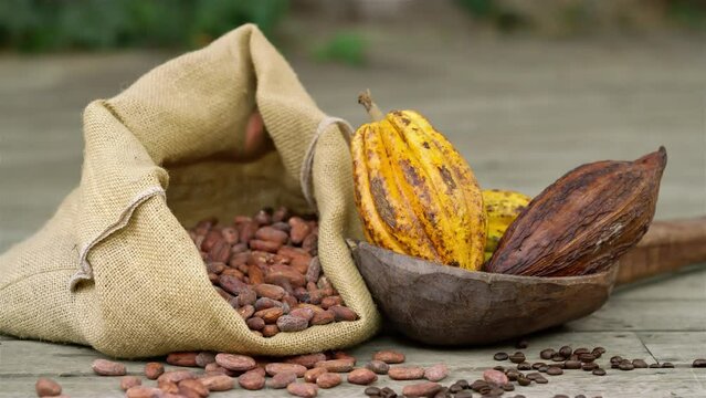 Steady shot of cacao beans falling on burlap sack and pods on wooden surface