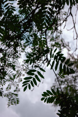 A branch with green leaves contrasts against a grey sky.