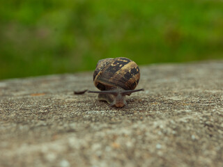 Snail on Concrete. A close-up shot of a snail slowly making its way across a concrete surface. The background is a vibrant green, emphasizing the small creature's journey through its environment.