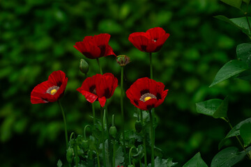 red poppy flowers. A vibrant photograph of red poppies blooming in a garden, standing out against the lush green foliage. 
