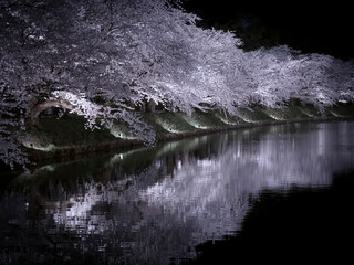 【青森】弘前公園の満開の桜ライトアップ