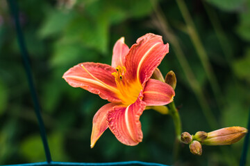 Orange daylily or day lily, flower, hemerocallis