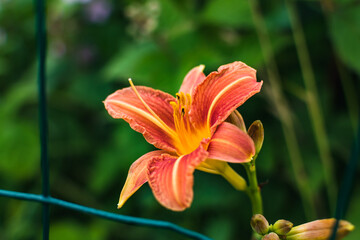 Fototapeta premium Orange daylily or day lily, flower, hemerocallis