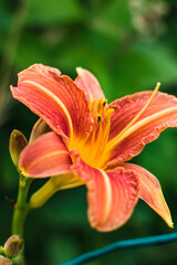 Orange daylily or day lily, flower, hemerocallis