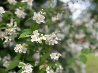 white flowers on the branches of the mid-green leaves of the mock orange or jasmine bush, by its popular name, close-up