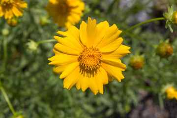 Golden-Wave flower on nature background