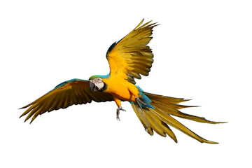 Colorful flying Blue and Gold Macaw parrot isolated on transparent background png file