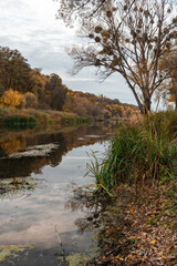 Tranquil riverside with green grass, reeds, golden trees and reflections in calm waters