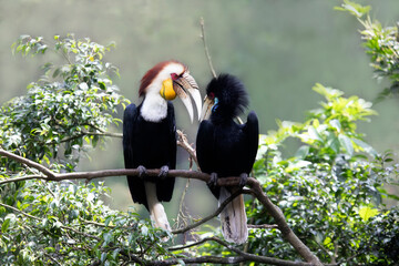 a pair wreathed hornbill (Rhyticeros undulatus) on branch © kuritafsheen