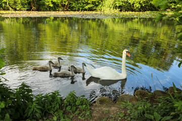 Mother swan with little swans on an overgrown pond in summer