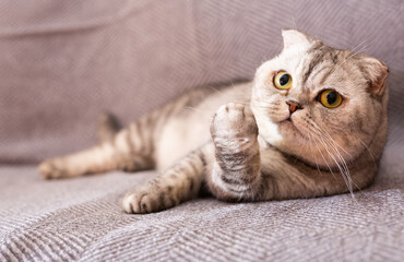 Gray Scottish Fold posing on a gray sofa
