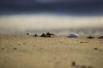 crab on the beach