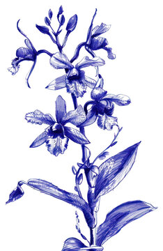 recommend clip art: PNG Vintage drawing orchid flower sketch plant.