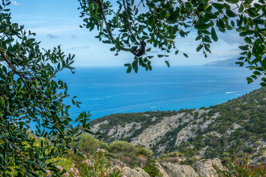 View of the Mediterranean sea in the Gulf of Orosei framed by Olive tree branches from the Supramonte mountains, Sardina island, Italy