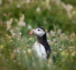 Image of an atlantic puffin on the ground, surrounded by green grass with blurred foreground and background