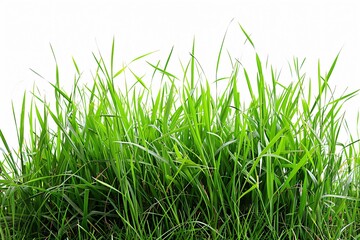 Obraz premium Green grass, white background, white sky