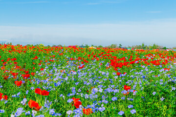 Field of red poppies and blue flowers of steppe flax on a clear sunny day.