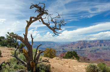 Obraz premium beautiful tree grand canyon