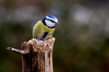 Mésange bleue