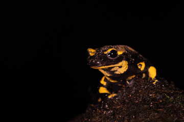 salamandre