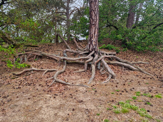 Bare roots of fir tree