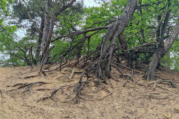 Bare roots of fir trees