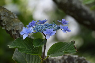 木漏れ日の中で咲く紫陽花
