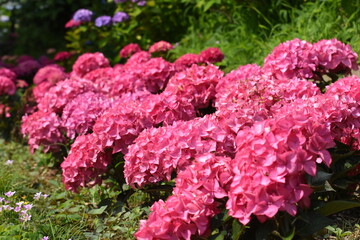 木漏れ日の中で咲く紫陽花